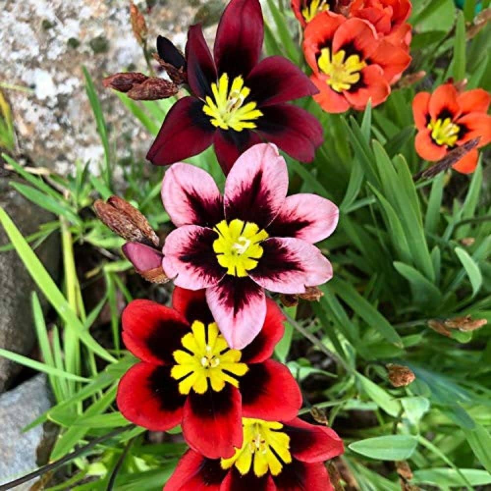 Gemischt Sparaxis Blumensamen zur Aussaat – leuchtend Blüten – Traditionssorte & ohne Gentechnik Samen Hausgarten