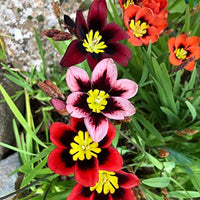 Gemischt Sparaxis Blumensamen zur Aussaat – leuchtend Blüten – Traditionssorte & ohne Gentechnik Samen Hausgarten