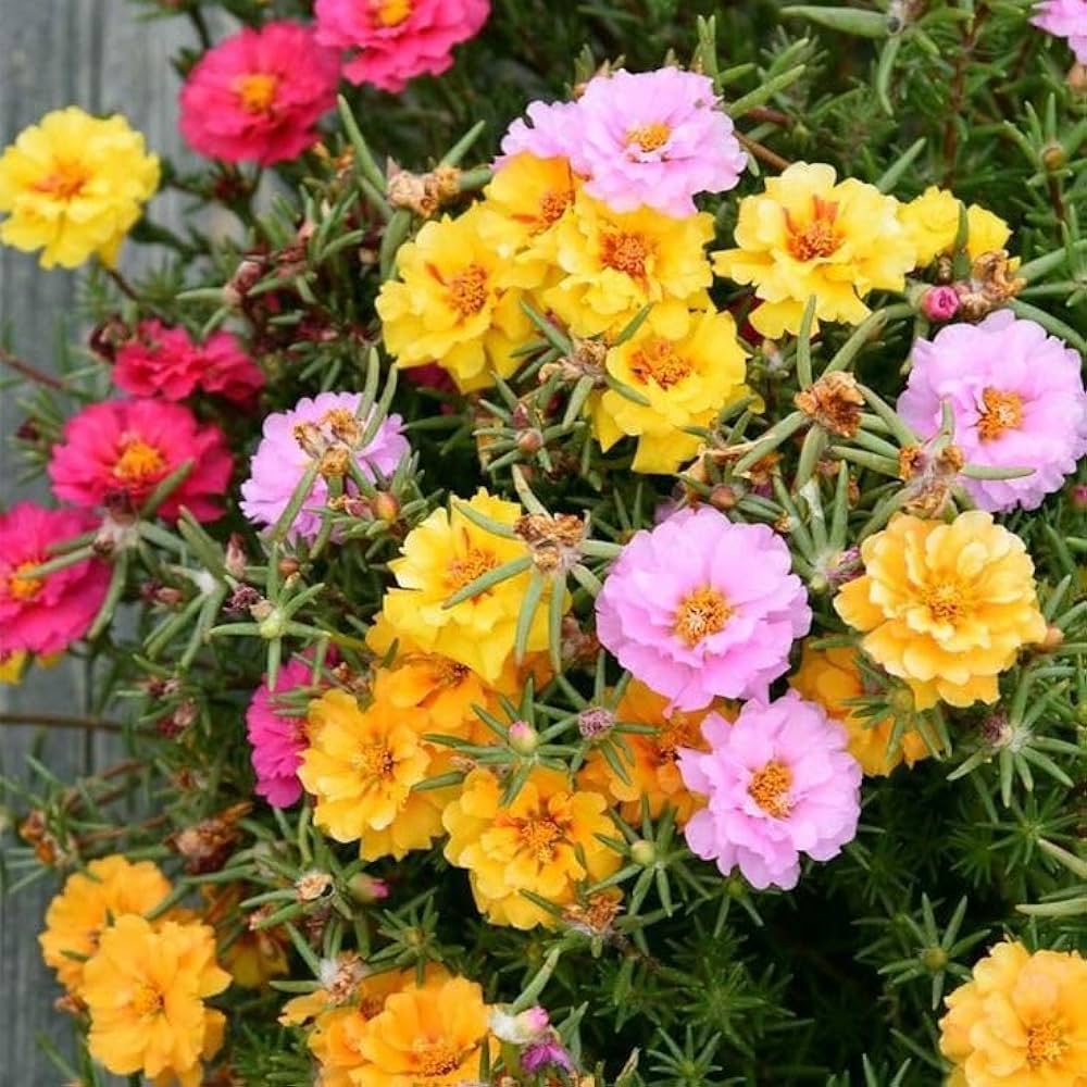 Gemischt Portulaca Rose Blumensamen zur Aussaat – ideal Rabatten – Traditionssorte & ohne Gentechnik Samen Hausgarten