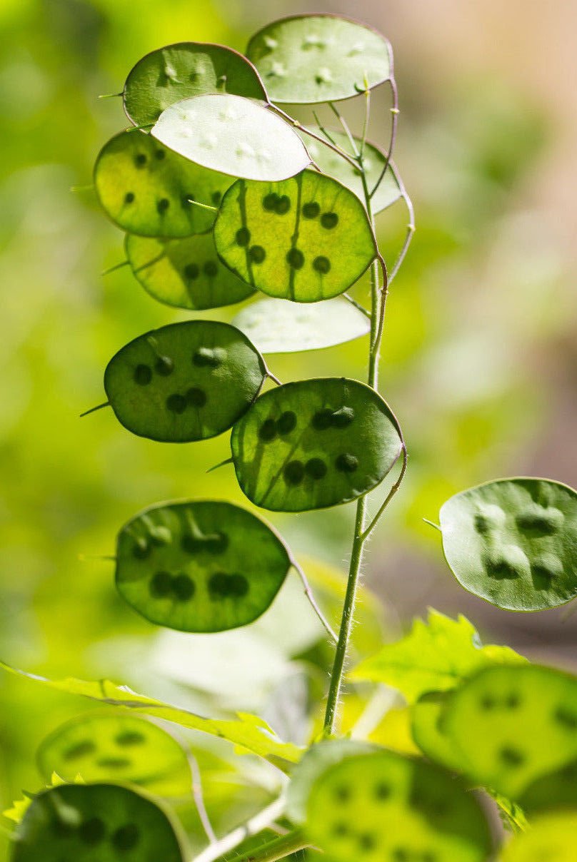 Grün Lunaria Blumensamen zur Aussaat – hochwertige Qualitäts- – Traditionssorte & ohne Gentechnik Samen Hausgarten