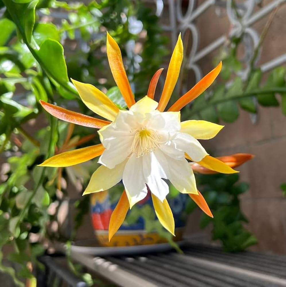 Epiphyllum anguligar blume samen for anpflanzung sun loving heirloom & gmo free samen for home garten 
 
 sale samen for home garten anpflanzung