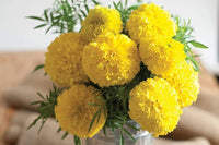 Marigold tagetes spp for anpflanzung in blume bed