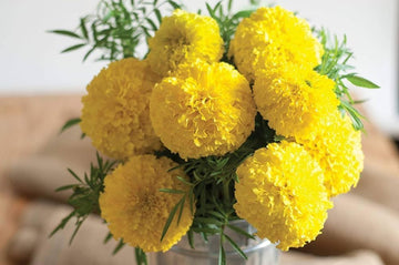 Marigold tagetes spp for anpflanzung in blume bed