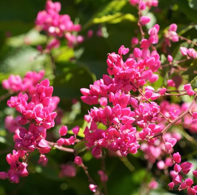 Antigonon Leptopus blühend Pflanze Samen zur Aussaat Garten