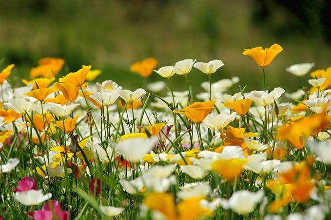 Ballerina Mischung Poppy Samen elegant – farbenfroh Poppy Blumen