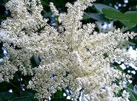 Weiß sumac blume samen for anpflanzung - drought tolerant, heirloom & gmo free samen for home garten
 
 sale samen for anpflanzung in home garten