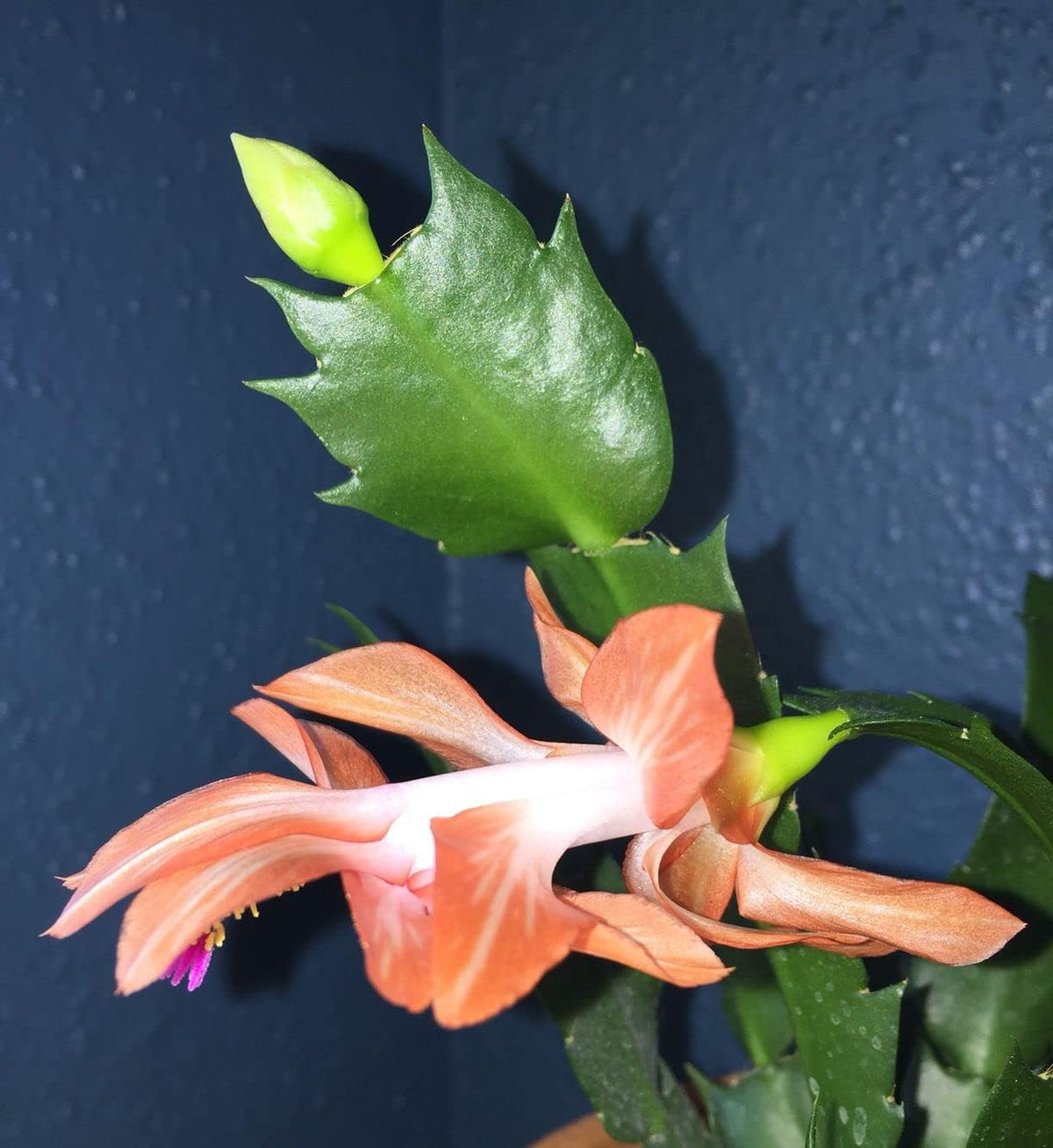 Schlumbergera peach blume samen for anpflanzung - shade tolerant, heirloom & gmo free samen for home garten
 
 sale for anpflanzung in home garten.