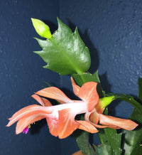 Schlumbergera peach blume samen for anpflanzung - shade tolerant, heirloom & gmo free samen for home garten
 
 sale for anpflanzung in home garten.