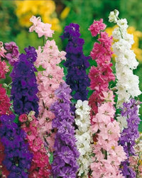 Forking Larkspur King Salmon Samen – hoch Blumen Garten