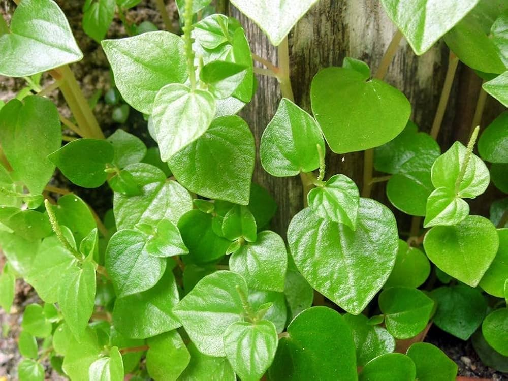 Traditionssorte Peperomia Pellucida Blumensamen zur Aussaat lang Blüte Saison Traditionssorte & ohne Gentechnik Samen Hausgarten