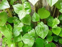 Traditionssorte Peperomia Pellucida Blumensamen zur Aussaat lang Blüte Saison Traditionssorte & ohne Gentechnik Samen Hausgarten