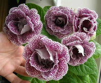 Gloxinie Sinningia Speciosa Gemischt Blumensamen