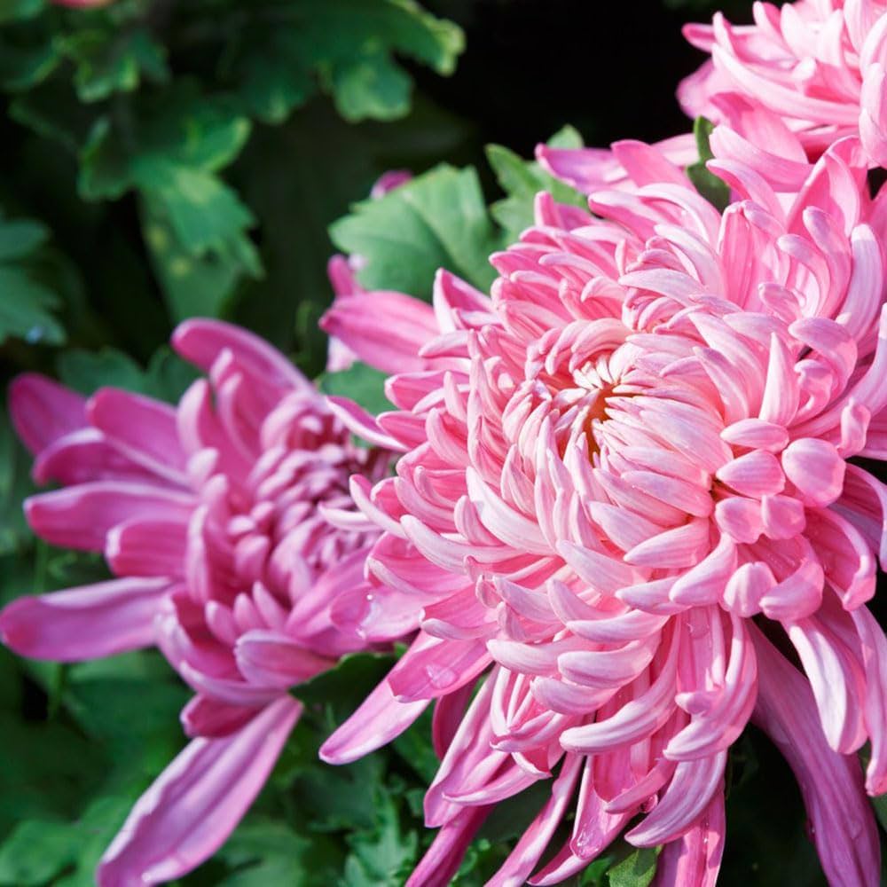 Japan Spider Chrysantheme Blumensamen