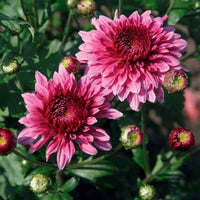 Chrysantheme Blumensamen zur Aussaat lang Blüte Saison Traditionssorte & ohne Gentechnik Samen Hausgarten