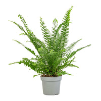 MultiColour Fern zur Aussaat Traditionssorte & Non Gentechnik Samen saisonal Dauerblüher