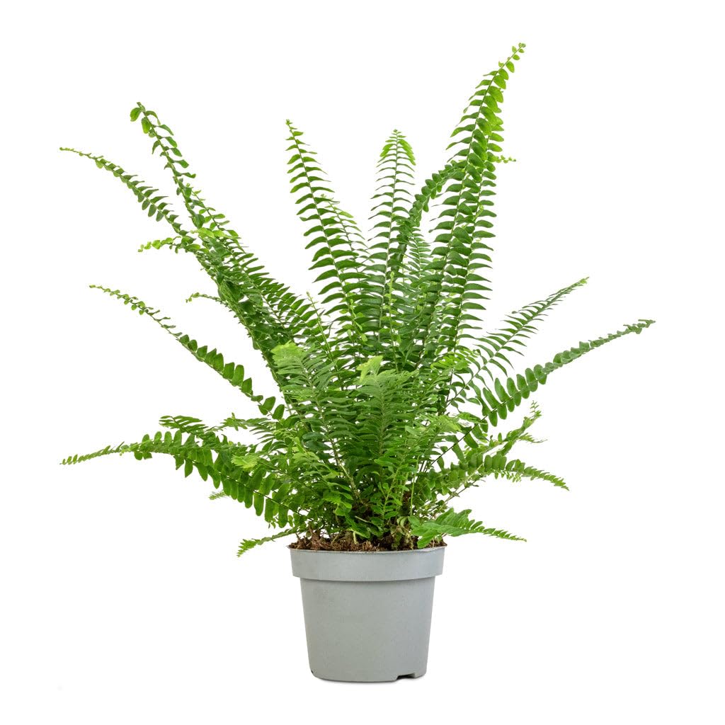 MultiColour Fern zur Aussaat Traditionssorte & Non Gentechnik Samen saisonal Dauerblüher