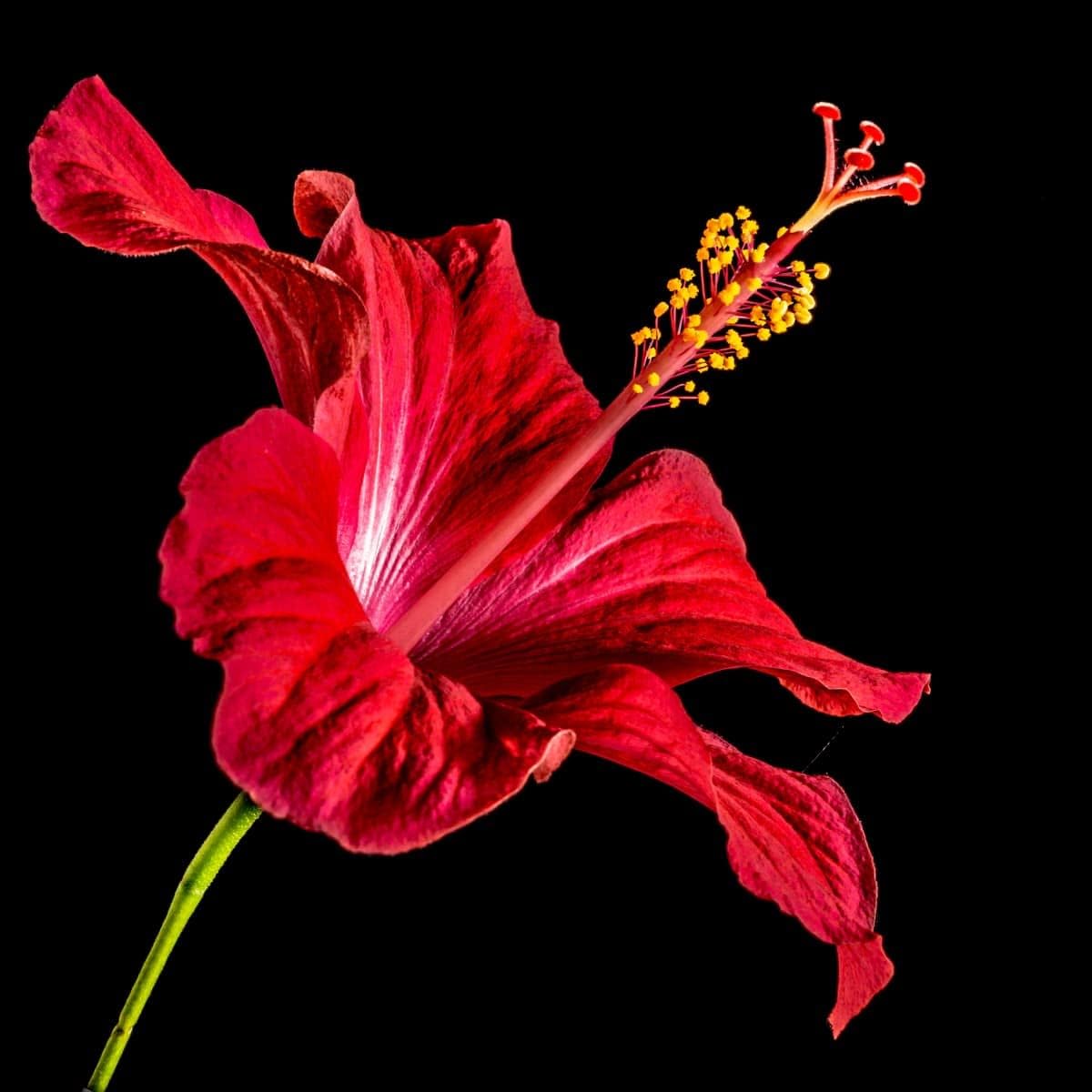 Hibiscus blume samen for anpflanzung - sun loving, heirloom & gmo free samen for home garten
 
 sale for anpflanzung in home garten.