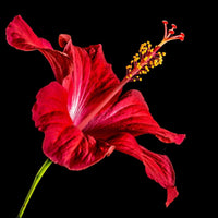 Hibiscus blume samen for anpflanzung - sun loving, heirloom & gmo free samen for home garten
 
 sale for anpflanzung in home garten.