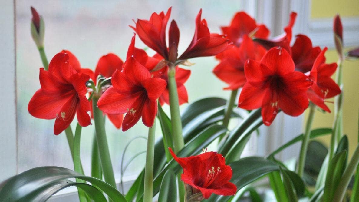 Amaryllis blume samen for anpflanzung - colorful display, heirloom & gmo free samen for home garten
 
 sale samen for home garten