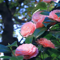 Kamelie Japonica Blumensamen zur Aussaat – duftend Blüten – Traditionssorte & ohne Gentechnik Samen Hausgarten