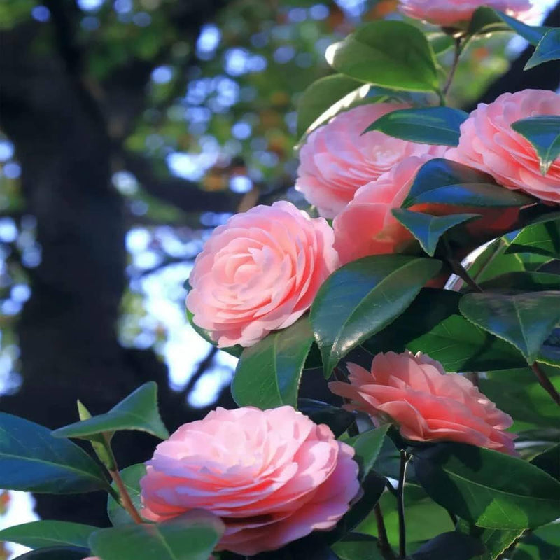 Kamelie Japonica Blumensamen zur Aussaat – duftend Blüten – Traditionssorte & ohne Gentechnik Samen Hausgarten