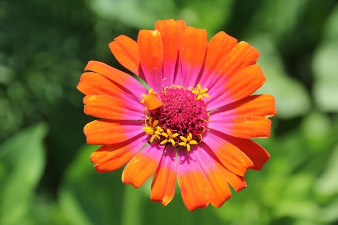 Carrousel Mischung Zinnie Samen farbenfroh Garten Schauanlagen
