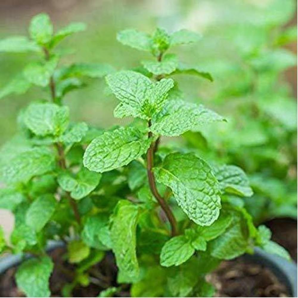 common mint samen mentha spicata