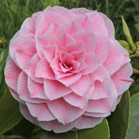 Camellia japonica blume samen