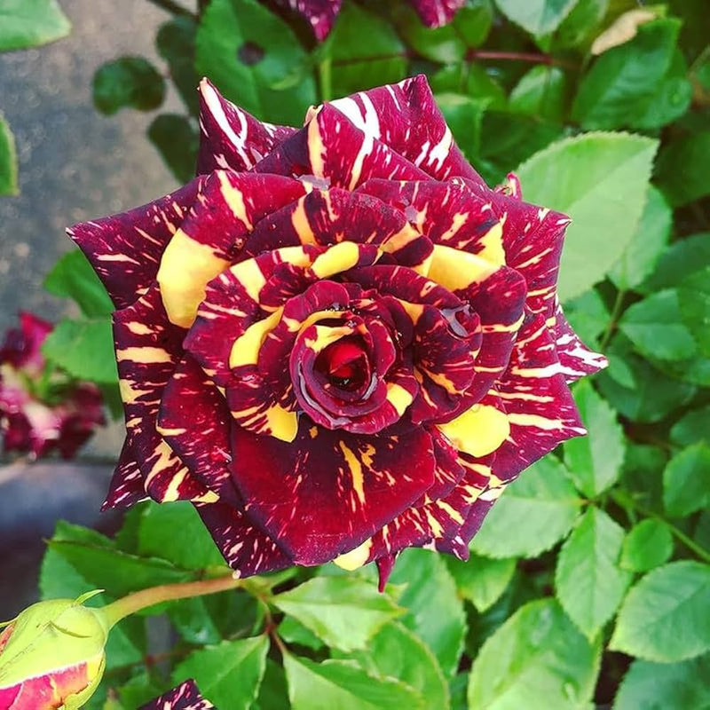 Semi di rosa rossa e crema da seminare – spettacolo variopinto – varietà tradizionale e senza OGM, semi per il giardino domestico