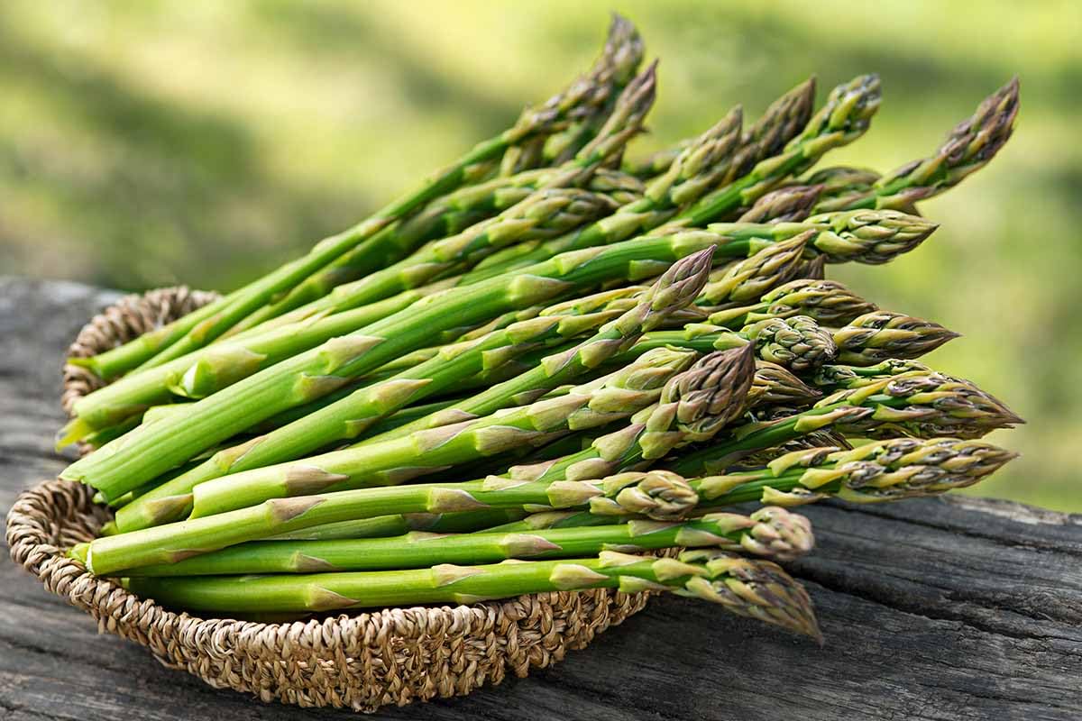 Green Wild Asparagus Samen zum Pflanzen