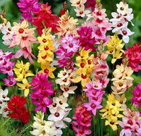 MultiColor Mittagsgold Blumensamen zur Aussaat leuchtend Traditionssorte & ohne Gentechnik Samen Hausgarten