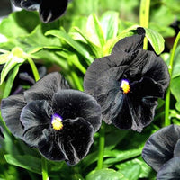 Schwarz Stiefmütterchen Blumensamen zur Aussaat – Schnitt Blume beliebt – Traditionssorte & ohne Gentechnik Samen Hausgarten