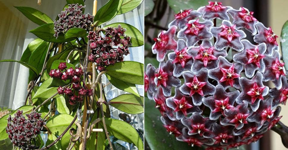 Canossa Blumensamen zur Aussaat – Schnitt Blume beliebt – Traditionssorte & ohne Gentechnik Samen Hausgarten
