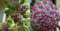 Canossa Blumensamen zur Aussaat – Schnitt Blume beliebt – Traditionssorte & ohne Gentechnik Samen Hausgarten