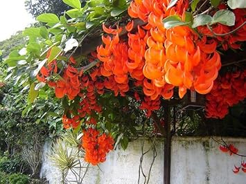 Light orange strongylodon macrobotrys samen blume samen for anpflanzung vibrant growth heirloom & gmo free samen for home garten 
 
 sale for anpflanzung in home garten