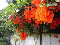 Light orange strongylodon macrobotrys samen blume samen for anpflanzung vibrant growth heirloom & gmo free samen for home garten 
 
 sale for anpflanzung in home garten
