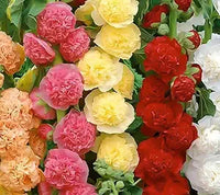 Mixed hollyhock alcea spp for anpflanzung in blume bed