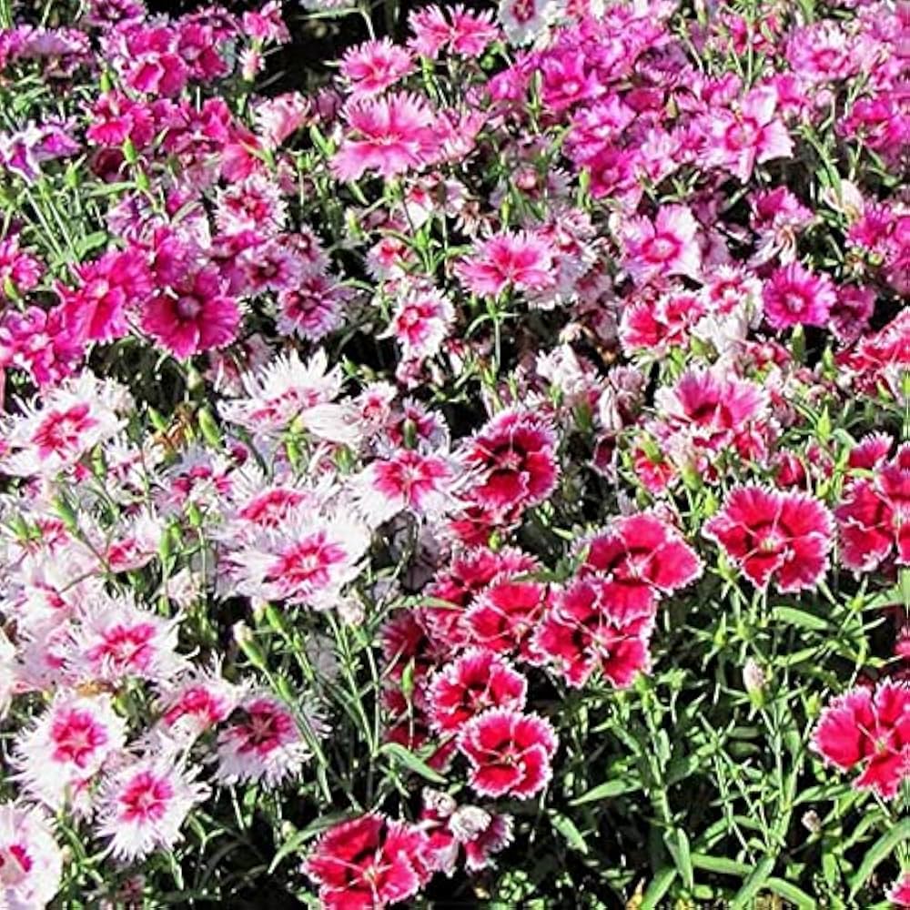Dianthus wee willie mix perennial blume samen