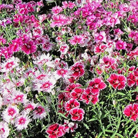 Dianthus wee willie mix perennial blume samen