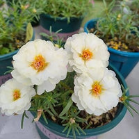 Weiß MossRose Blumensamen zur Aussaat farbenfroh Schau Traditionssorte & ohne Gentechnik Samen Hausgarten