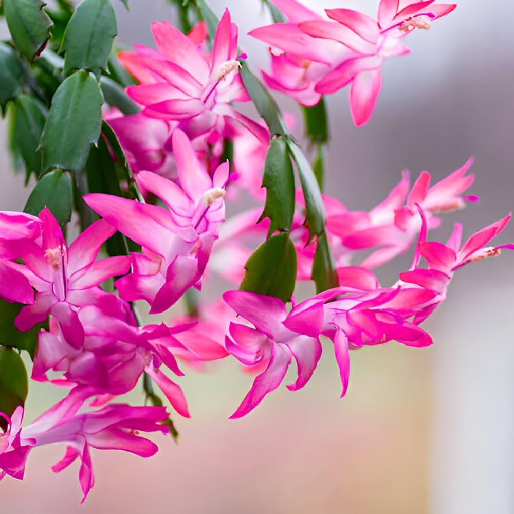 Rosa & Weiß Weihnachtskaktus Blumensamen zur Aussaat – lang Blüte Saison – Traditionssorte & ohne Gentechnik Samen Hausgarten