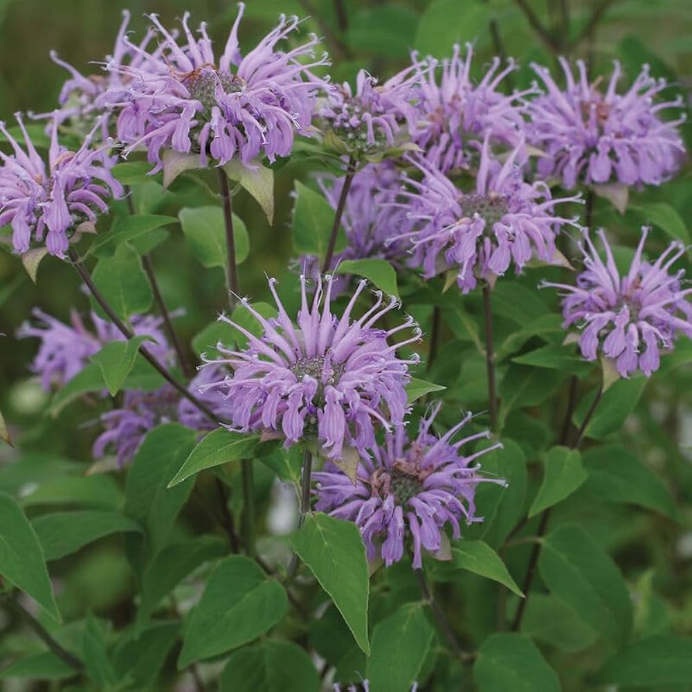 Lila Monarda Fistulosa Blumensamen zur Aussaat – sonnenliebend – Traditionssorte & ohne Gentechnik Samen Hausgarten