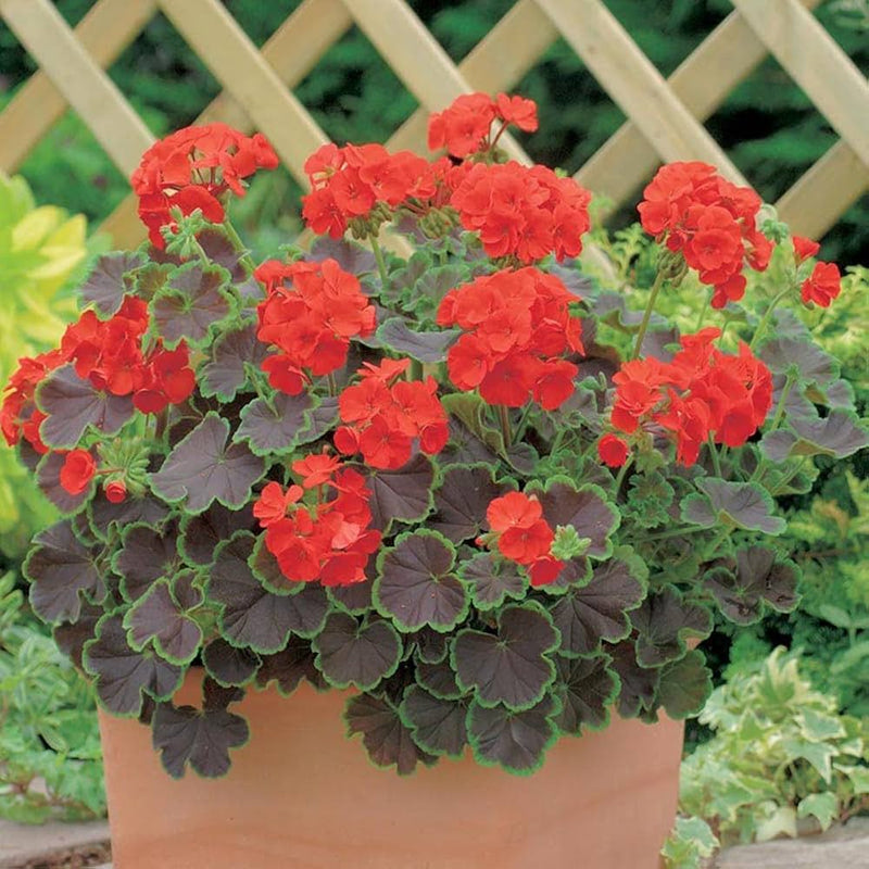 Kastanienrot Rot Geranie Blumensamen zur Aussaat Garten beliebt Traditionssorte & ohne Gentechnik Samen Hausgarten