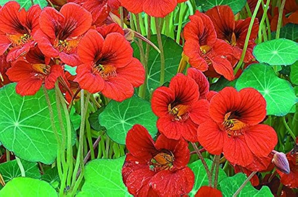Scarlet Rot Kapuzinerkresse Re-seeding einjährige Blume Samen leuchtend Rot Blüten Garten