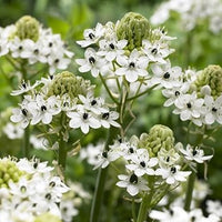Ornithogalum saundersiae blume samen for anpflanzung low maintenance heirloom & gmo free samen for home garten 
 
 sale for anpflanzung in home garten
