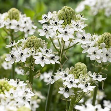 Ornithogalum saundersiae blume samen for anpflanzung low maintenance heirloom & gmo free samen for home garten 
 
 sale for anpflanzung in home garten