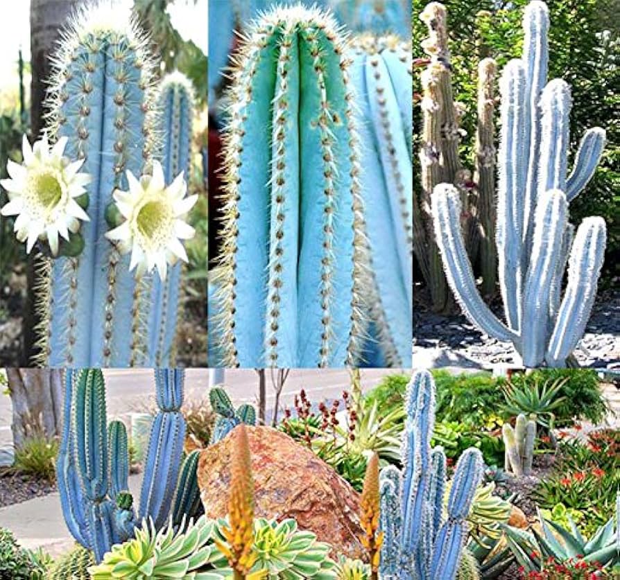 Blau Pilosocereus Blumensamen zur Aussaat – Garten beliebt – Traditionssorte & ohne Gentechnik Samen Hausgarten