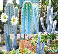 Blau Pilosocereus Blumensamen zur Aussaat – Garten beliebt – Traditionssorte & ohne Gentechnik Samen Hausgarten