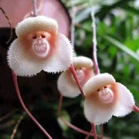 klein Face Orchidee Blumensamen zur Aussaat – ideal Rabatten – Traditionssorte & ohne Gentechnik Samen Hausgarten