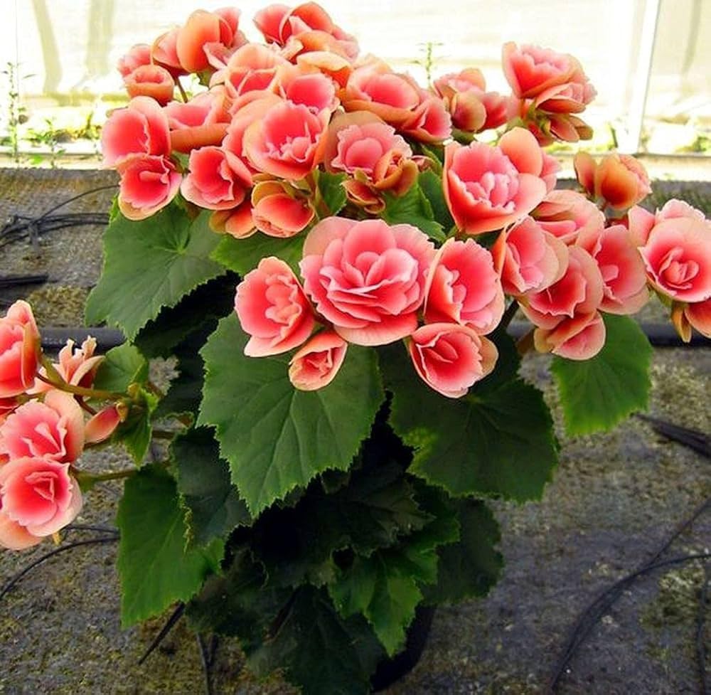Rot Weiß Begonie Blumensamen zur Aussaat – duftend Blüten – Traditionssorte & ohne Gentechnik Samen Hausgarten